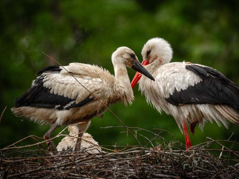 ZOO Planckendael telt recordaantal ooievaarsnesten 
