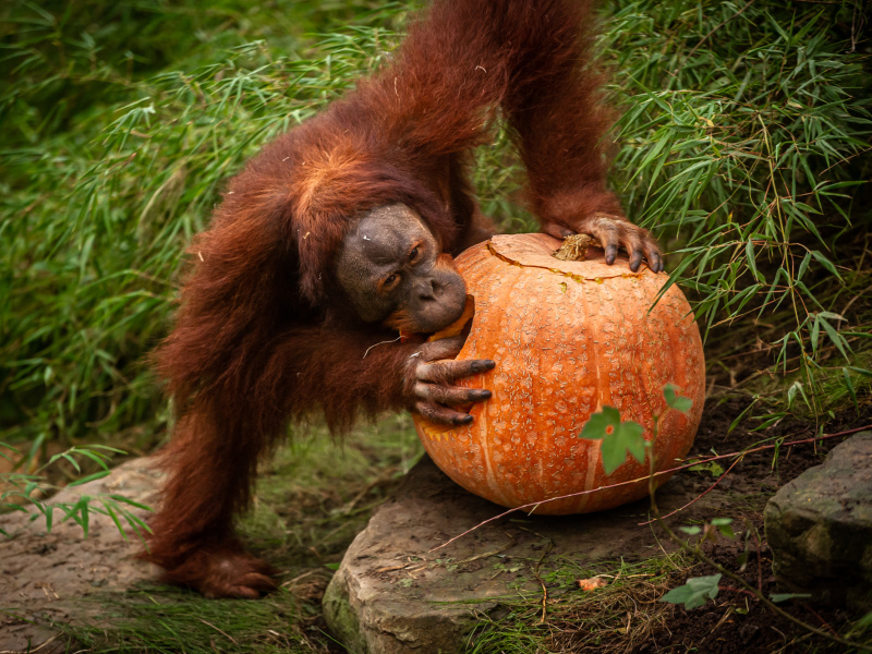 Les citrouilles attisent la curiosité des animaux du ZOO Planckendael en cette période d’Halloween