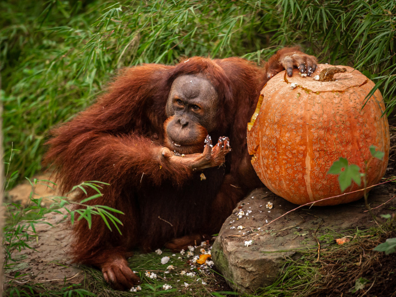 Citrouilles au ZOO d'Anvers 