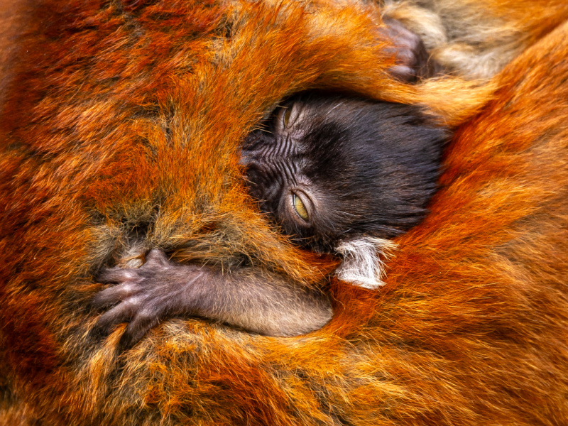 Naissance d’un quatrième lémur noir au ZOO Planckendael