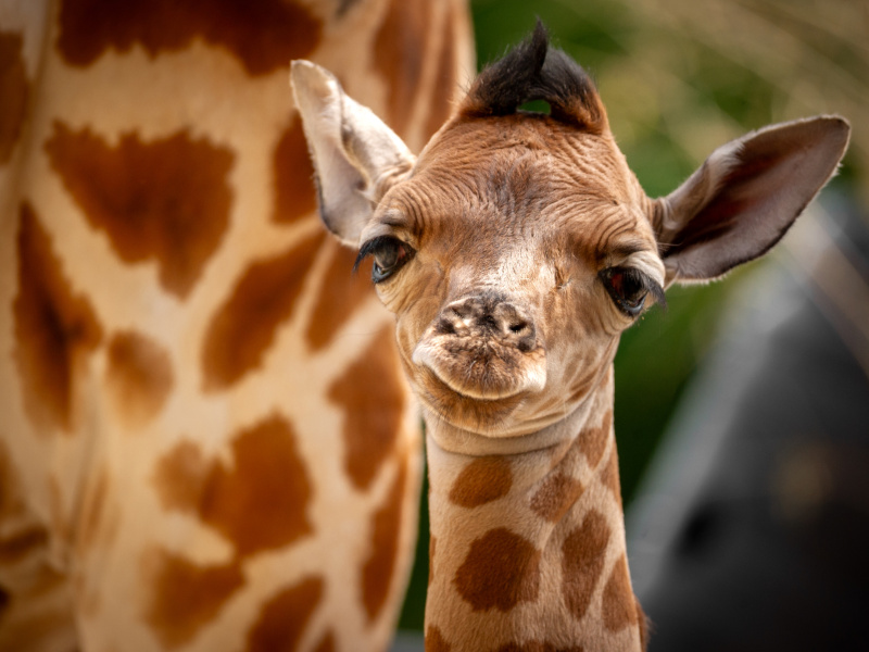 Presque deux mètres de bonheur : un bébé girafe est né au ZOO Planckendael