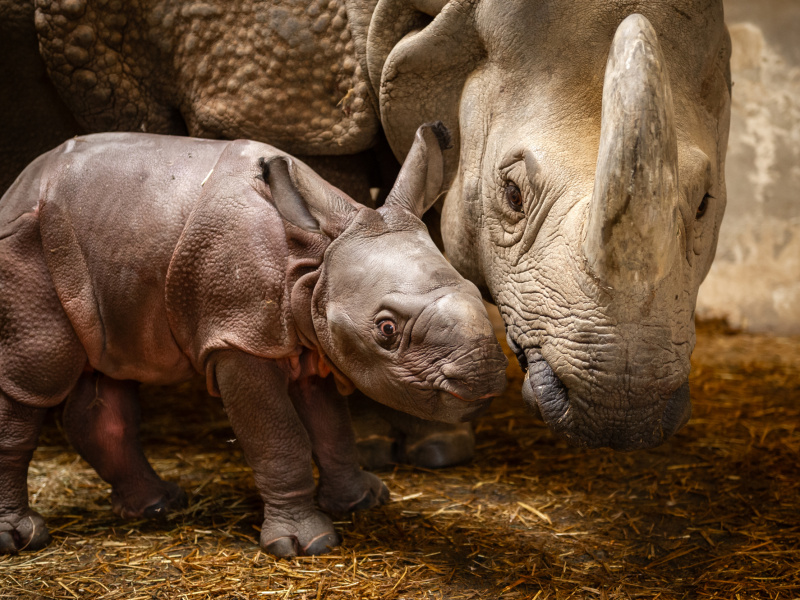 Naissance d'un rhinocéros unicorne indien, une espèce rare, au ZOO Planckendael