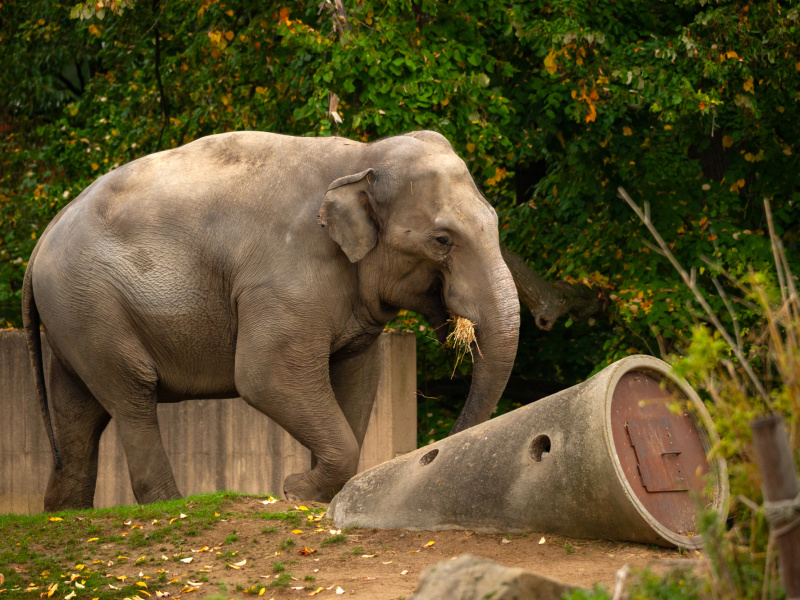 Aziatische olifantenstier Upali is de nieuwe hofmaker voor de kudde in ZOO Planckendael