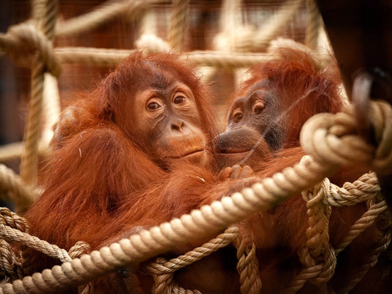 ZOO Planckendael verwelkomt bedreigde orang-oetans in speelse jungle
