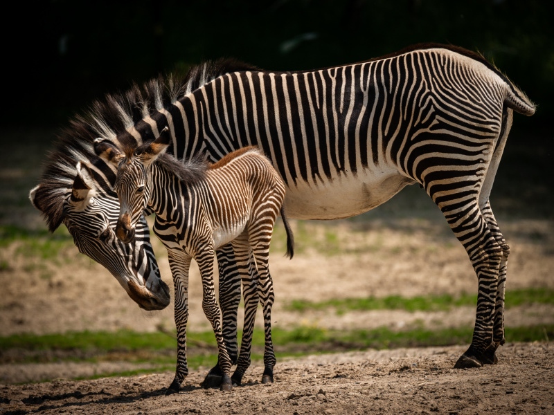 Pasgeboren grévyzebra huppelt aan mama’s zijde over de savanne in ZOO Planckendael