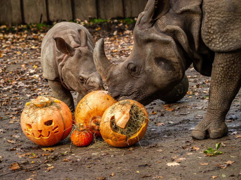 Les citrouilles, une délicieuse friandise d'Halloween au ZOO Planckendael