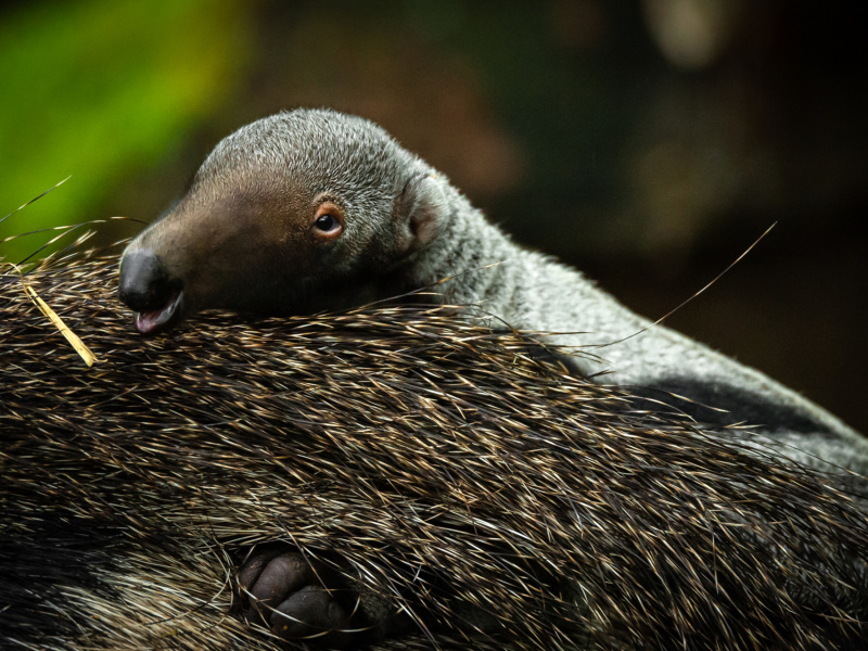 Naissance du tout premier bébé tamanoir dans l'histoire du ZOO Planckendael