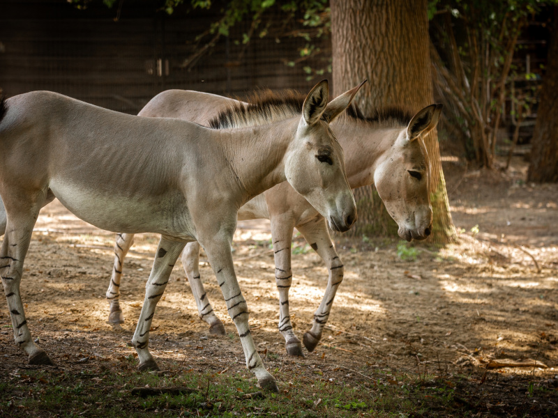 Un nouveau paradis pour les antilopes du ZOO Planckendael