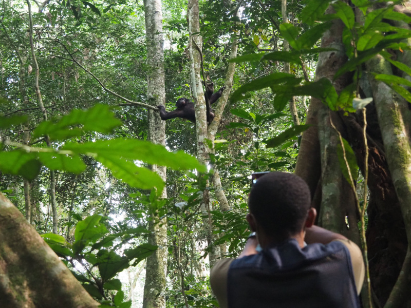 Antwerp Zoo Foundation en Provincie Antwerpen: samen gluren bij de bonobo's in het woud