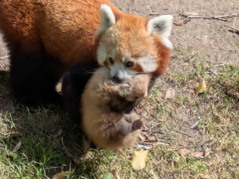 Naissance de deux pandas roux au ZOO Planckendael