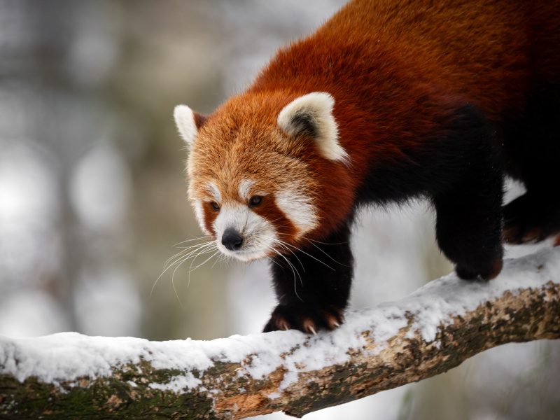 Winter in ZOO Planckendael